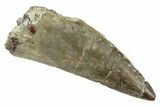 Serrated, Triassic Reptile (Postosuchus?) Tooth - Arizona #249072-1